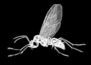 Insect Lithograph Prints: Old engraved illustration of insect, Hercules ant (Camponotus herculeanus)