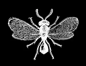 Insect Lithograph Prints: Old engraved illustration of insect, Telenomus terebrans