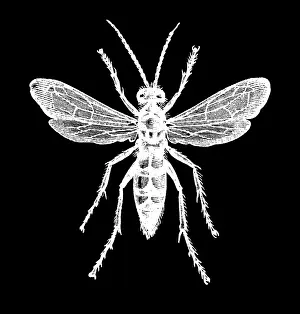 Insect Lithograph Prints: Old engraved illustration of insect, black-banded spider wasp (Anoplius viaticus)