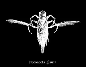Insect Lithograph Prints: Old engraved illustration of insect, common backswimmer (Notonecta glauca)