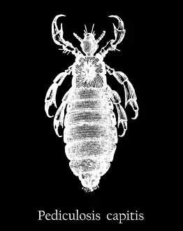 Old engraved illustration of insect, Head louse (Pediculus humanus capitis)