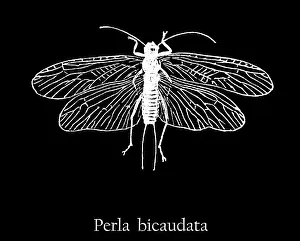 Insect Lithograph Prints: Old engraved illustration of insect, Perla bicaudata or Diura bicaudata