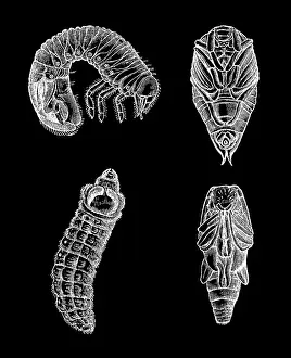 Insect Lithograph Prints: Old engraved illustration of insect larvae and pupae