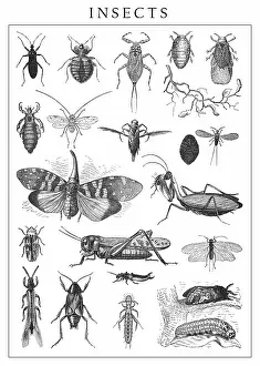 Insect Lithograph Prints: Old engraved illustration of insects