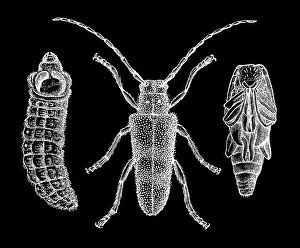 Insect Lithograph Prints: Old engraved illustration of the longhorn beetle (Saperda carcharias)