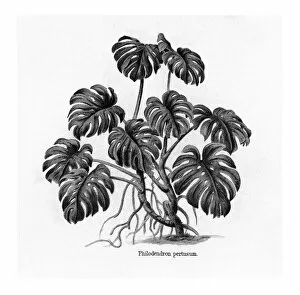 Old engraved illustration of Monstera Deliciosa, Philodendron Pertusum