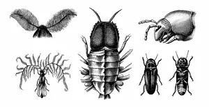Insect Lithograph Prints: Old engraved illustration of Nocturnal animals