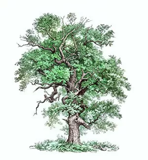 Old engraved illustration of oak tree, common oak, pedunculate oak, European oak or English oak (Quercus robur)