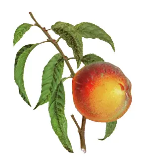 Old engraved illustration of a peach fruit