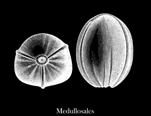 Old engraved illustration of Plants of the Carboniferous age, Plant fossils