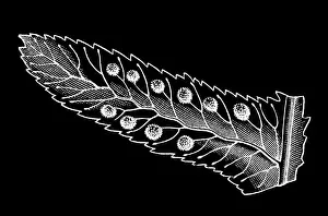 Old engraved illustration of Polypodium - genus of ferns in the family Polypodiaceae