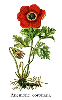 Old engraved illustration of Poppy anemone (Anemone coronaria)