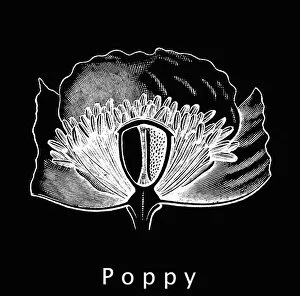 The Poppy Flower Gallery: Old engraved illustration of poppy flower (Papaveraceae )