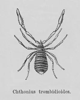 Insect Lithograph Prints: Old engraved illustration of pseudoscorpion (Chthonius trombidiodes)
