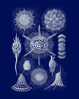 Old engraved illustration of the Radiolaria, Radiozoa