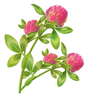 Old engraved illustration of Red Clover (Trifolium pratense)
