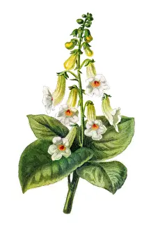 Old engraved illustration of Tree gloxinia (Kohleria amabilis)