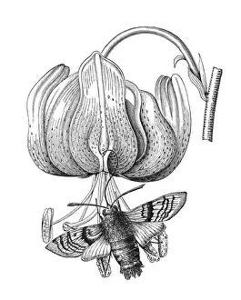 Prints of Antique Illustration, Copyright has expired on this artwork. From my own archives, digitally restored Hummingbird Hawk Moth Prints: Old engraved illustration of Turks cap lily (Lilium martagon)