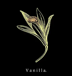 Old engraved illustration of vanilla flower