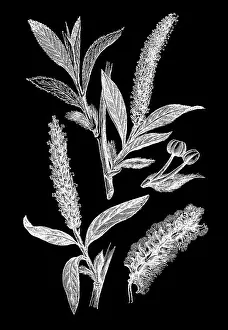 Old engraved illustration of white willow (Salix alba)