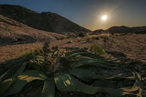 A very old female Welwitschia mirabilis (Miracle Plant) with cones in the hot Namib Desert. Swakopmund, Namibia, Africa