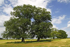 Oaks Collection: Old free-standing Pedunculate Oaks or English Oaks (Quercus robur)