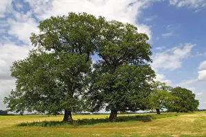 Quercus Prints: Old free-standing Pedunculate Oaks or English Oaks (Quercus robur)