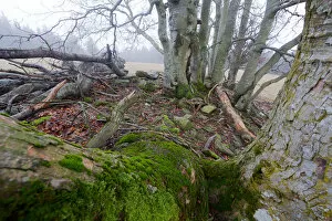 Intertwined Collection: Old gnarled beech and maple trees covered in moss