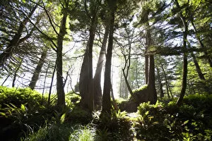 Rain Forest Gallery: Old Growth Trees Backlit By The Sun Along The Path To Florencia Bay In Pacific Rim National Park Near Tofino