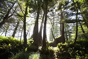 Rain Forest Prints: Old Growth Trees Backlit By The Sun Along The Path To Florencia Bay In Pacific Rim National Park Near Tofino