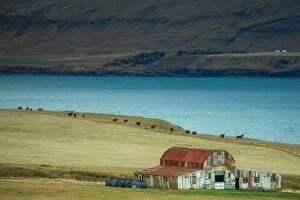 Images Dated 27th October 2013: Old house in Iceland horse farm