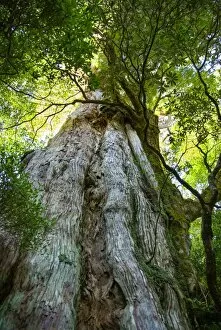 Images Dated 5th October 2007: Old Japanese ceder tree in forest, Yakushima