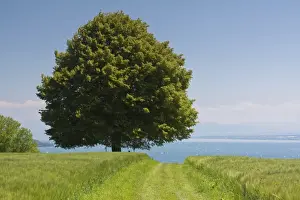 Konstanz Prints: Old lime tree on Lake Constance, Baden-Wuerttemberg, Germany, Europe