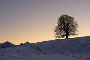 Old Linden -Tilia- at sunset on snow-covered meadow, Rosshaupten, Eastern Allgaeu, Bavaria, Germany, Europe