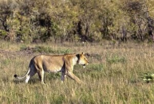 Images Dated 17th October 2011: Old Lioness -Panthera leo- on the prowl, Masai Mara National Reserve, Kenya, East Africa, Africa