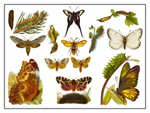 Colourful Butterflies Gallery: Old lithograph of Butterflies