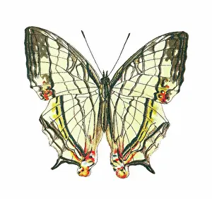 Old lithograph of Entomology, Common mapwing butterfly (Cyrestis thyodamas)