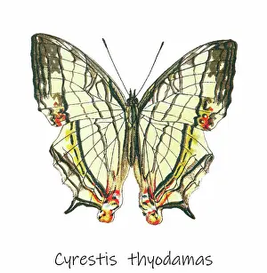 Old lithograph of Entomology, Common mapwing butterfly (Cyrestis thyodamas)
