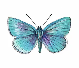 Prints of Antique Illustration, Copyright has expired on this artwork. From my own archives, digitally restored. Glaucopsyche alexis, the green-underside blue, is a butterfly of the family Lycaenidae Historical Chromolithograph Art Prints: Old lithograph of Entomology, Green-underside blue (Glaucopsyche alexis), Lycaenidae