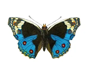 Old lithograph of Entomology, Junonia orithya swinhoei (Pale Blue Pansy)