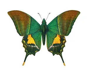 Old lithograph of Entomology, the Kaiser-i-Hind butterfly (Teinopalpus imperialis)