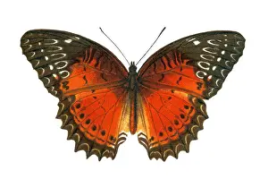 Old lithograph of Entomology, the red lacewing (Cethosia biblis)