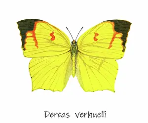 Old lithograph of Entomology, the tailed sulphur (Dercas verhuelli)
