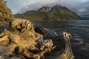 Yukon Prints: Old log on the shores of Kathleen Lake being lit by the warm light of the setting sun