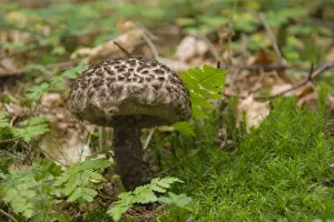 Basidiomycetes Prints: Old Man of the Woods (Strobilomyces strobilaceus)