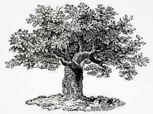 Trunk Collection: Old oak tree