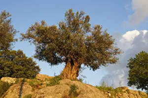 Oleaceae Gallery: Old Olive Tree -Olea europaea-, Mugla Province, Aegean region, Turkey
