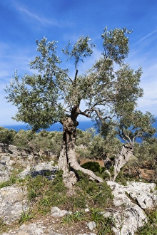 Old olive trees near Deia, Serra de Tramuntana, Northwest Coast, Mallorca, Majorca, Balearic Islands, Mediterranean Sea, Spain, Europe Images Dated 4th May 2012: Old olive trees near Deia, Serra de Tramuntana, Northwest Coast, Mallorca, Majorca, Balearic Islands