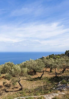 Old olive trees near Deia, Son Marroig mansion at back, Serra de Tramuntana, Northwest Coast, Mallorca, Majorca