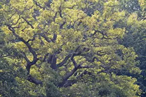 Old Pedunculate Oak -Quercus robur-, Jaegersborg, Copenhagen, Denmark